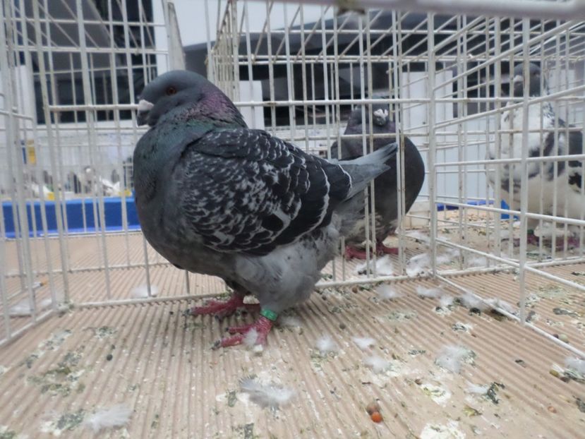 SAM_5521 - Expo Fauna Baniei 2019 rezultate