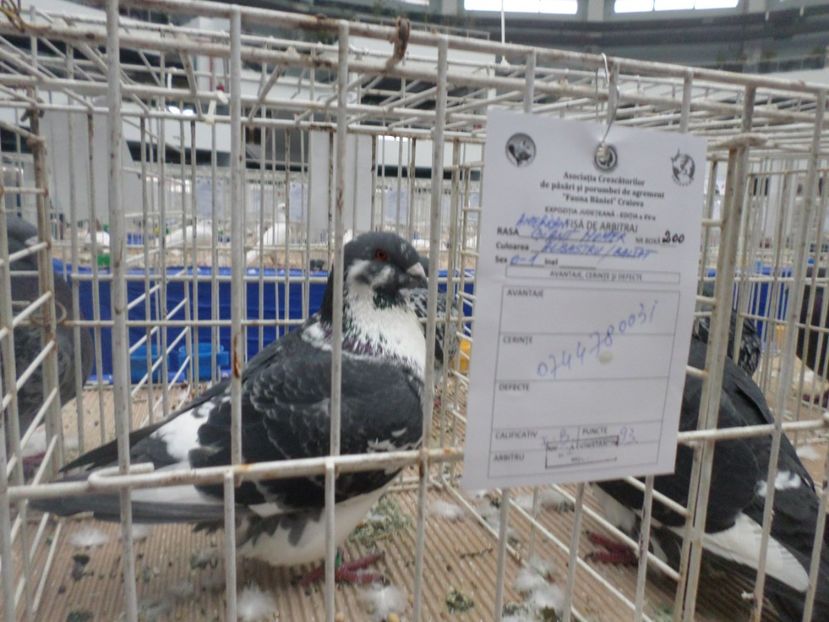 SAM_5525 - Expo Fauna Baniei 2019 rezultate