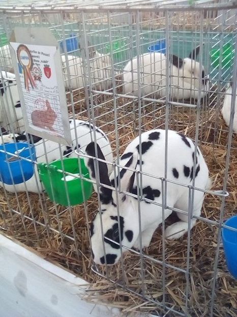 WhatsApp Image 2019-11-17 at 8.45.34 AM - 30---expozitie Sannicolau Mare 15 17 11 2019