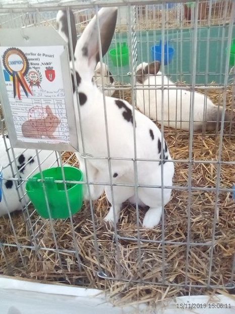 WhatsApp Image 2019-11-17 at 8.45.35 AM (1) - 30---expozitie Sannicolau Mare 15 17 11 2019