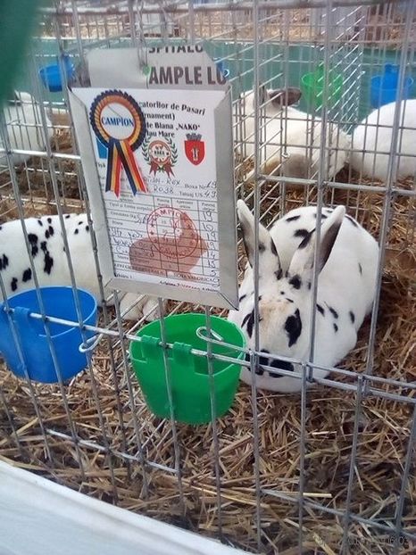 WhatsApp Image 2019-11-17 at 8.45.35 AM - 30---expozitie Sannicolau Mare 15 17 11 2019