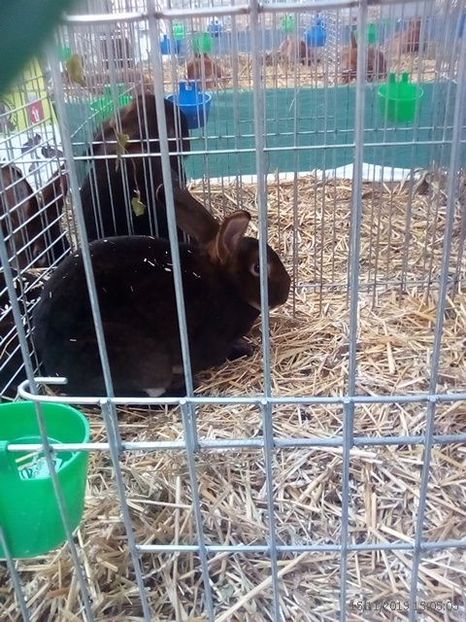 WhatsApp Image 2019-11-17 at 8.45.36 AM (1) - 30---expozitie Sannicolau Mare 15 17 11 2019