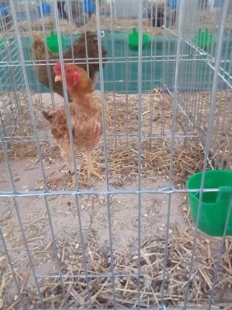 WhatsApp Image 2019-11-17 at 8.45.36 AM - 30---expozitie Sannicolau Mare 15 17 11 2019