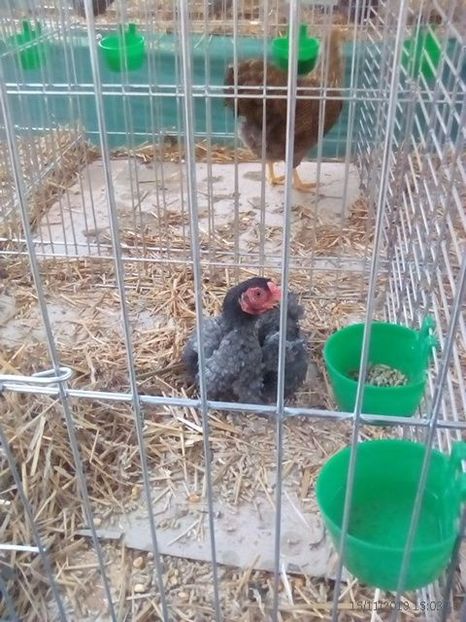 WhatsApp Image 2019-11-17 at 8.45.37 AM (2) - 30---expozitie Sannicolau Mare 15 17 11 2019