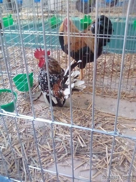 WhatsApp Image 2019-11-17 at 8.45.37 AM - 30---expozitie Sannicolau Mare 15 17 11 2019