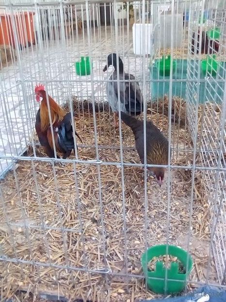 WhatsApp Image 2019-11-17 at 8.45.40 AM (1) - 30---expozitie Sannicolau Mare 15 17 11 2019