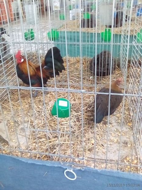 WhatsApp Image 2019-11-17 at 8.45.40 AM (2) - 30---expozitie Sannicolau Mare 15 17 11 2019