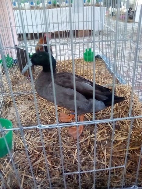 WhatsApp Image 2019-11-17 at 8.45.40 AM - 30---expozitie Sannicolau Mare 15 17 11 2019