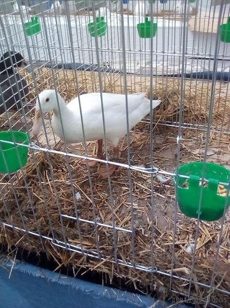 WhatsApp Image 2019-11-17 at 8.45.41 AM - 30---expozitie Sannicolau Mare 15 17 11 2019