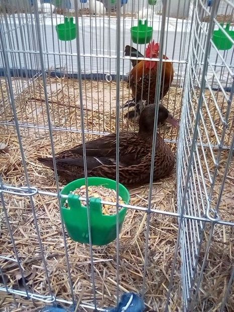 WhatsApp Image 2019-11-17 at 8.45.42 AM (1) - 30---expozitie Sannicolau Mare 15 17 11 2019