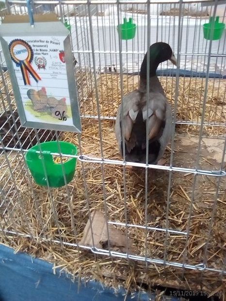 WhatsApp Image 2019-11-17 at 8.45.42 AM - 30---expozitie Sannicolau Mare 15 17 11 2019