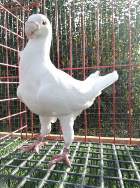 1-0 d 2014,vindut - De vanzare 2019