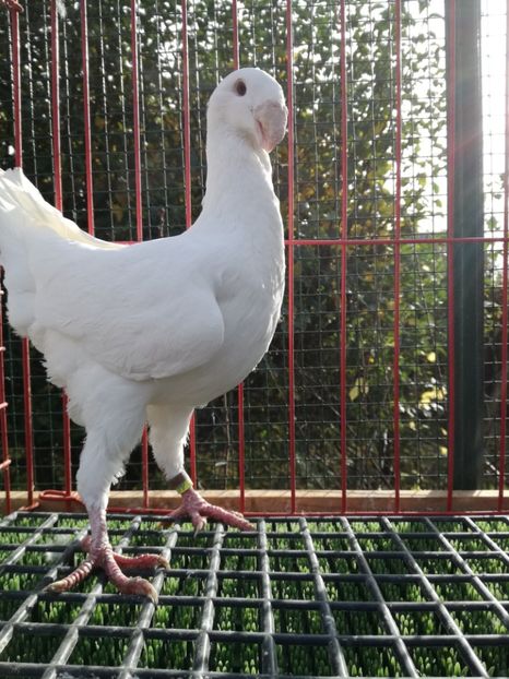 0-1 ro 2017,vinduta - De vanzare 2019