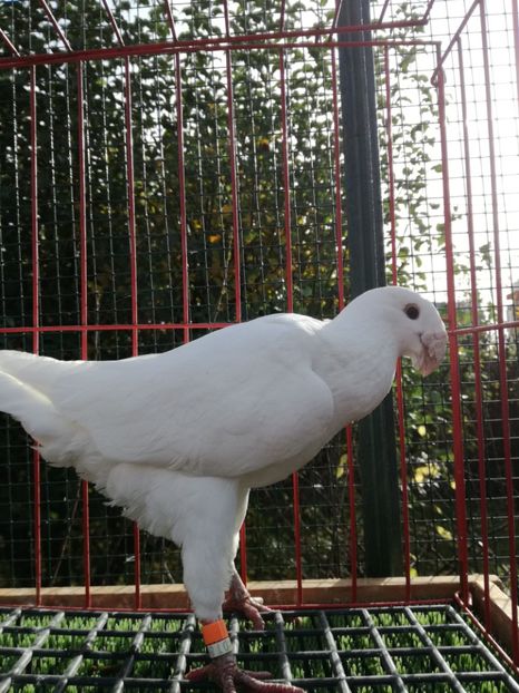 1-0 d 2015 - De vanzare 2019