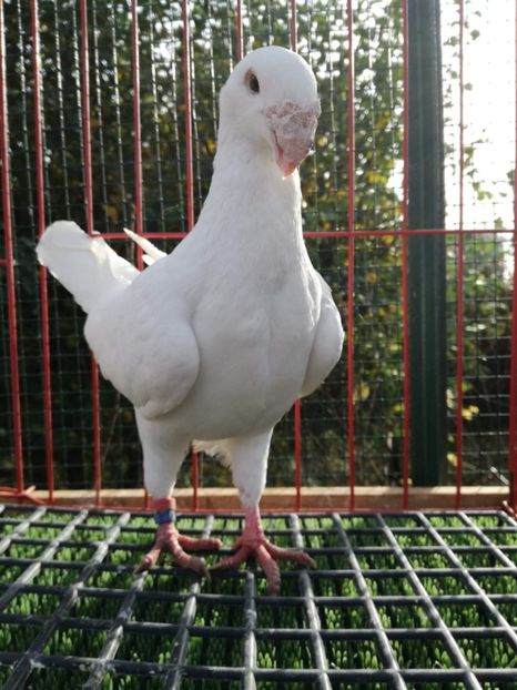 0-1 d 2012,vinduta - De vanzare 2019