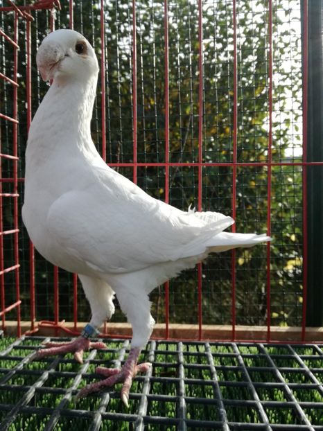 0-1 d 2016,vinduta - De vanzare 2019