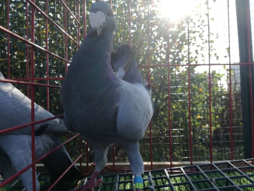 1-0 ro 2017,vindut - De vanzare 2019