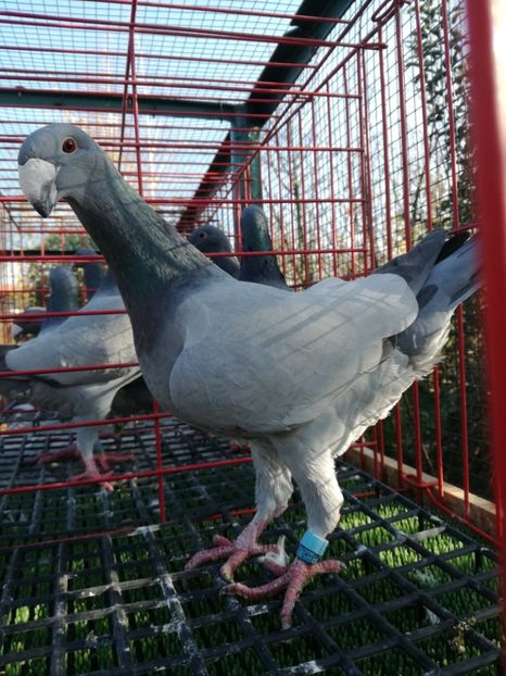 0-1ro  2018,vinduta - De vanzare 2019