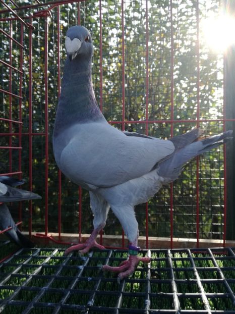 1-0 ro 2019,vindut - De vanzare 2019