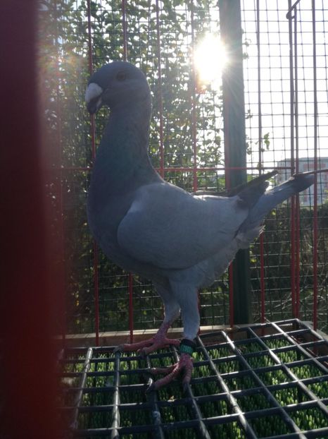 0-1 ro 2019,vinduta - De vanzare 2019