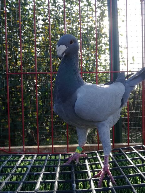 d 2017,vinduta - De vanzare 2019