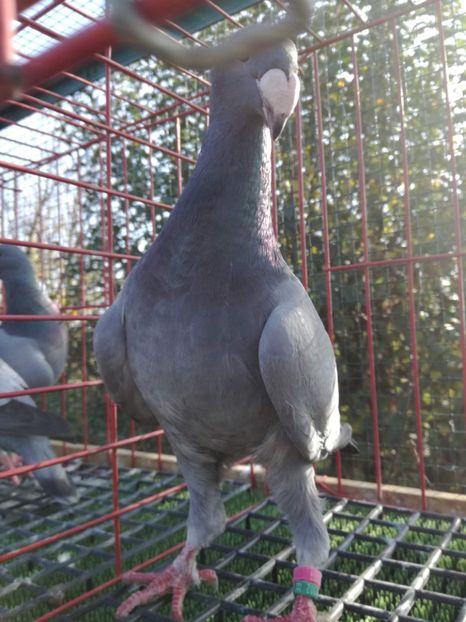 0-1 ro 2019,vinduta - De vanzare 2019