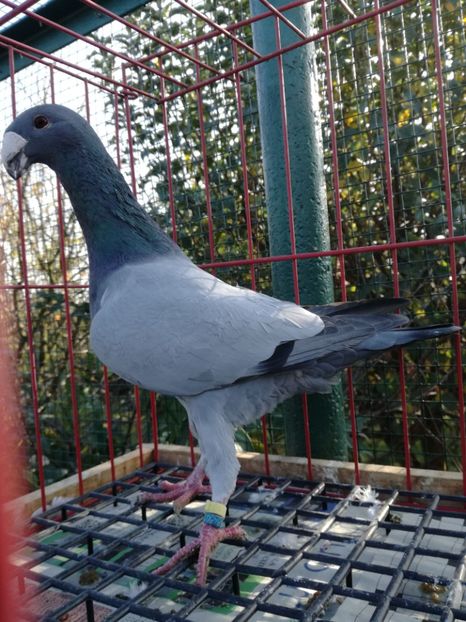 1-0 ro 2018,vindut - De vanzare 2019