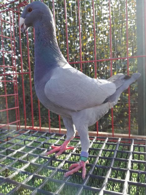 0-1 ro 2019,vinduta - De vanzare 2019