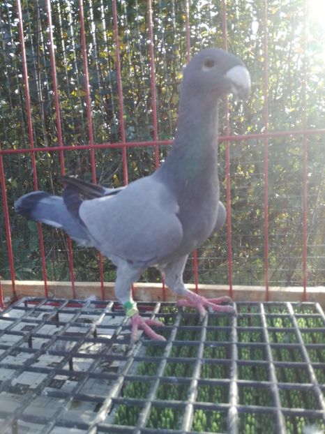 0-1 ro 2017,vinduta - De vanzare 2019