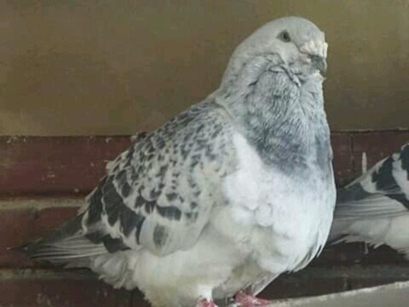 PORSCHE 2016 - LUCKY 6!