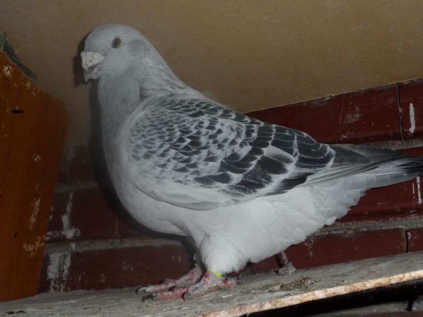 S-LINE-2017 - LUCKY 6!