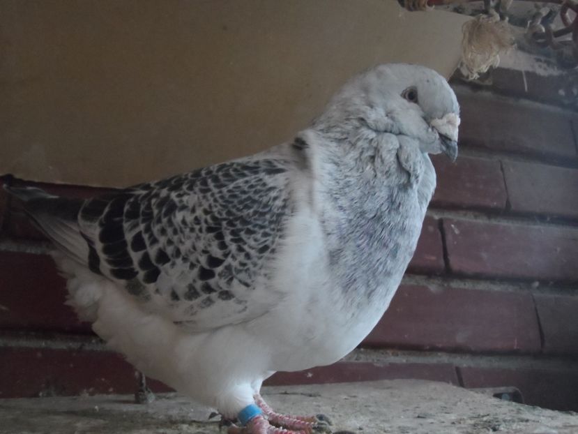 C-CLASS-2017 - LUCKY 6!