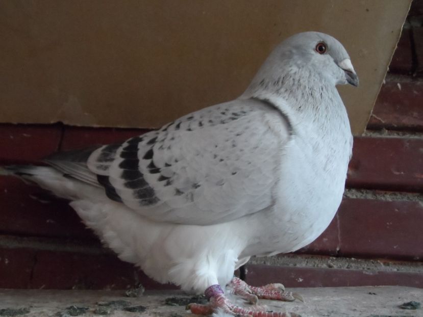 VINICIUS-2019 - LUCKY 6!