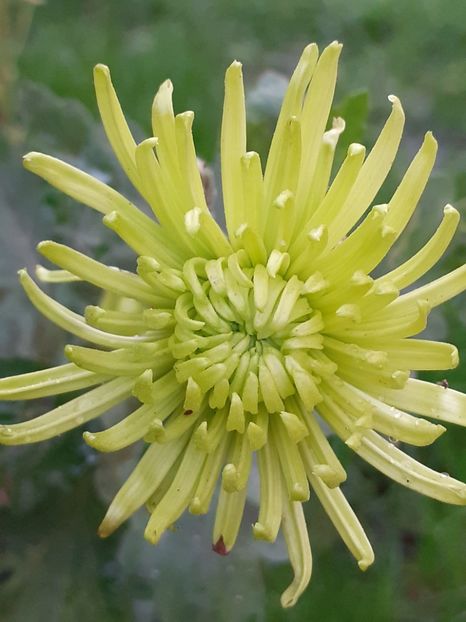  - Crizanteme și tufănele