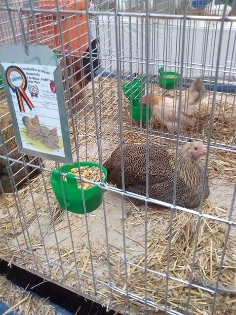 WhatsApp Image 2019-11-17 at 8.46.23 AM (1) - 30---expozitie Sannicolau Mare 15 17 11 2019