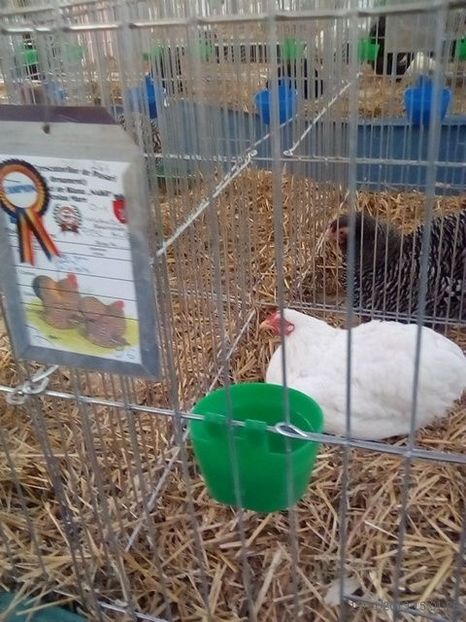 WhatsApp Image 2019-11-17 at 8.46.24 AM (1) - 30---expozitie Sannicolau Mare 15 17 11 2019