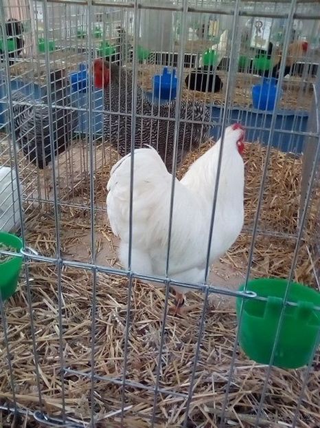 WhatsApp Image 2019-11-17 at 8.46.24 AM (2) - 30---expozitie Sannicolau Mare 15 17 11 2019