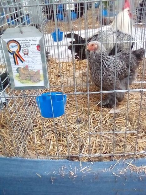 WhatsApp Image 2019-11-17 at 8.46.24 AM (3) - 30---expozitie Sannicolau Mare 15 17 11 2019