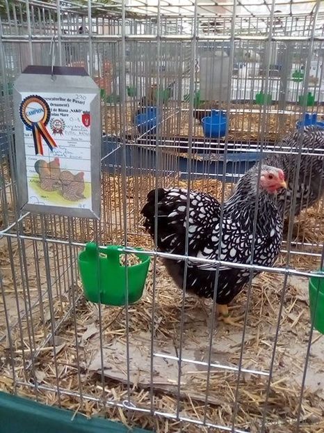 WhatsApp Image 2019-11-17 at 8.46.24 AM - 30---expozitie Sannicolau Mare 15 17 11 2019