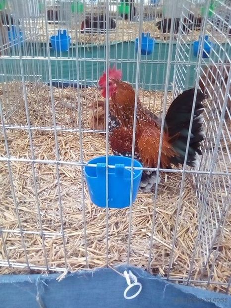 WhatsApp Image 2019-11-17 at 8.46.25 AM (1) - 30---expozitie Sannicolau Mare 15 17 11 2019