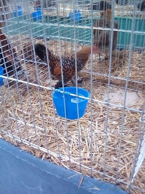 WhatsApp Image 2019-11-17 at 8.46.25 AM - 30---expozitie Sannicolau Mare 15 17 11 2019