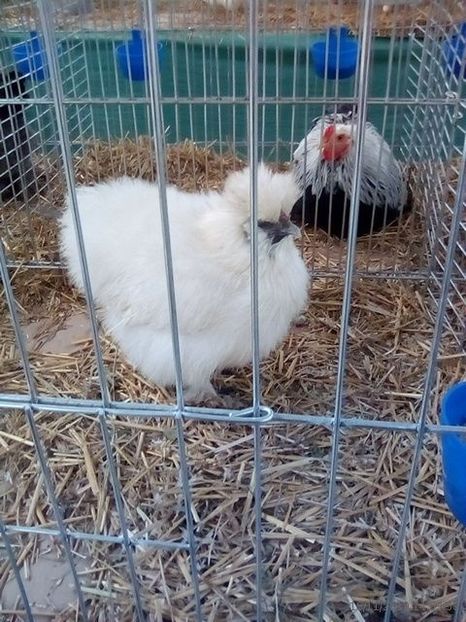 WhatsApp Image 2019-11-17 at 8.46.27 AM - 30---expozitie Sannicolau Mare 15 17 11 2019