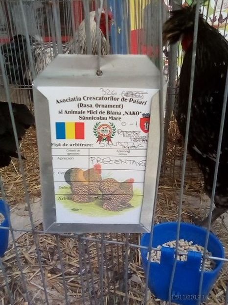 WhatsApp Image 2019-11-17 at 8.46.29 AM (1) - 30---expozitie Sannicolau Mare 15 17 11 2019