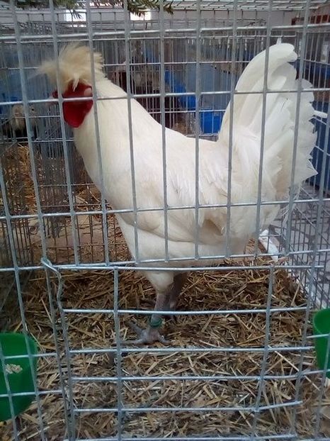 WhatsApp Image 2019-11-17 at 8.46.29 AM - 30---expozitie Sannicolau Mare 15 17 11 2019