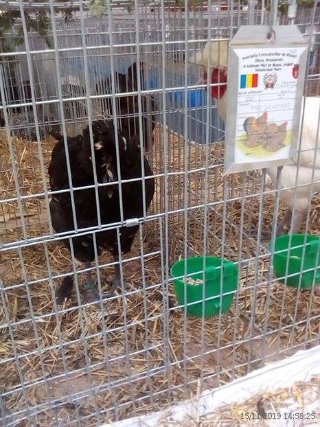 WhatsApp Image 2019-11-17 at 8.46.30 AM (1) - 30---expozitie Sannicolau Mare 15 17 11 2019