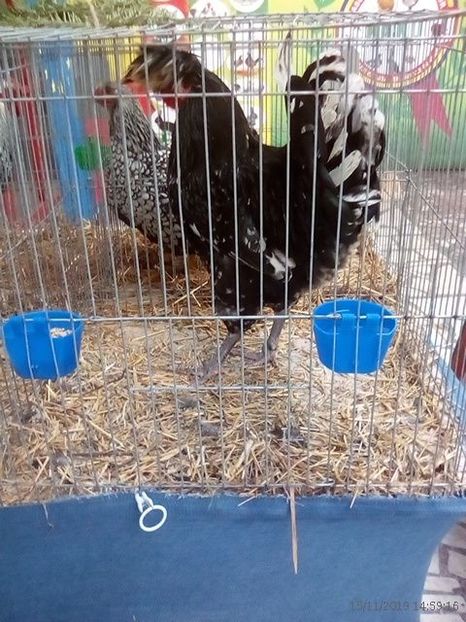 WhatsApp Image 2019-11-17 at 8.46.30 AM - 30---expozitie Sannicolau Mare 15 17 11 2019