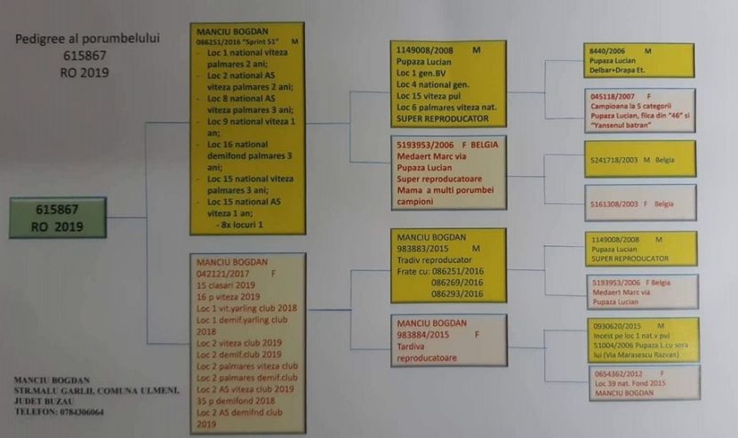 Columb-Golden-RO-19-615867-pedigree (1) - B FEMELE