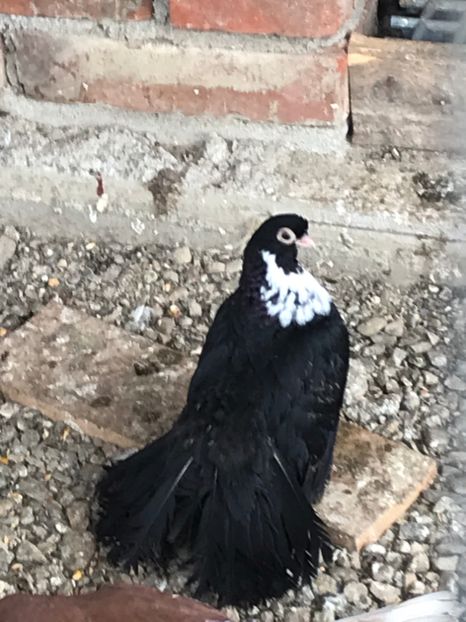 E09EF116-D90E-4BF1-9CF6-6E6B023323C5 - Negri turci