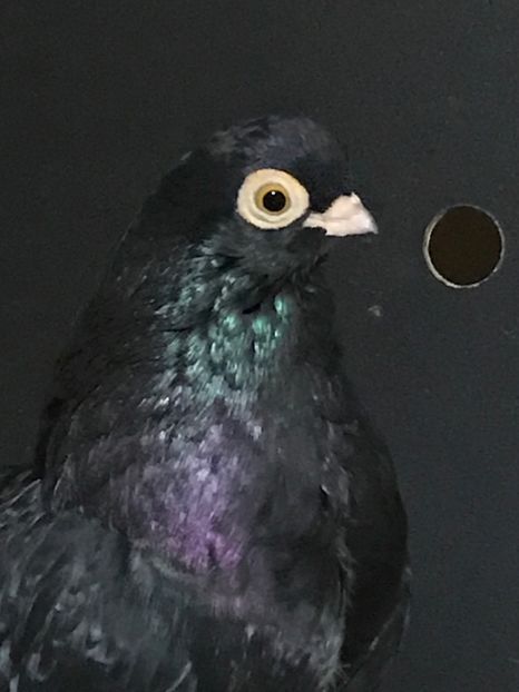 140002AB-B58A-4BCD-B1CF-B621B0650560 - Negri turci