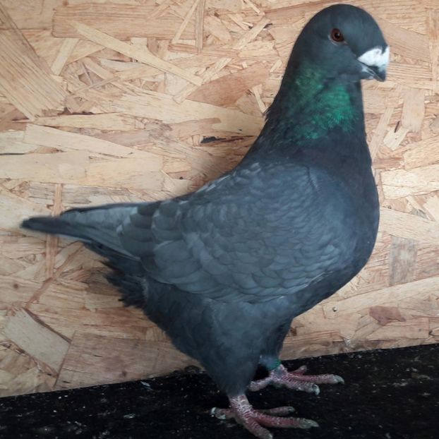  - 3---AGH DAȚI 2019 - 2025